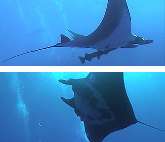 Mantas